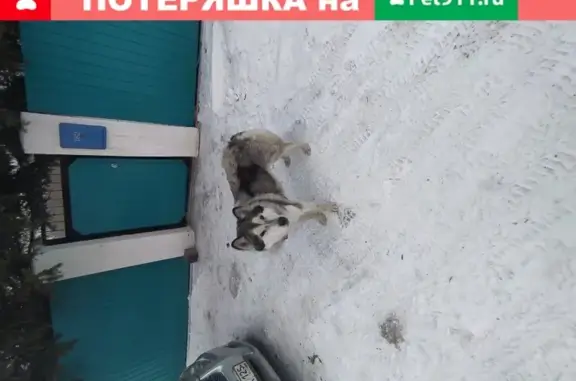 Найдена собака на улице Байкальской, Комсомольск-на-Амуре