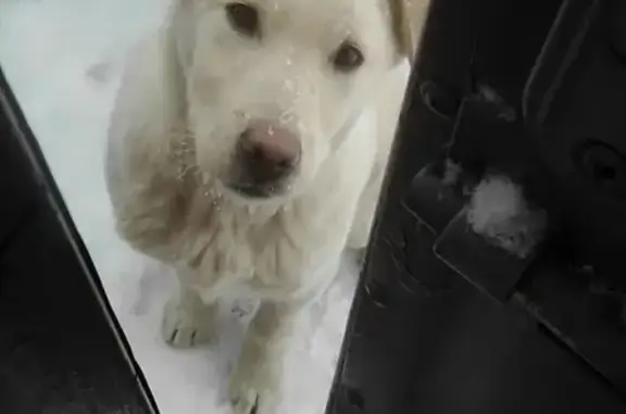 Ухоженный щенок найден в частном секторе Ульяновска