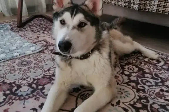 Собака найдена в Перми на площади Восстания