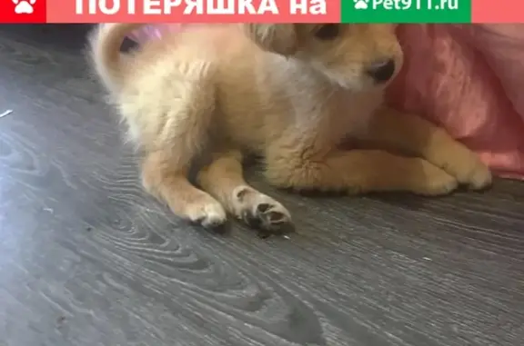 Найден пушистый щенок в районе Гидростроя, Краснодар