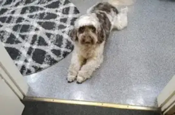 Собаки потеряшки, , фото: Потеряшка собака возле Пятилеток 18, Невский район, СПб