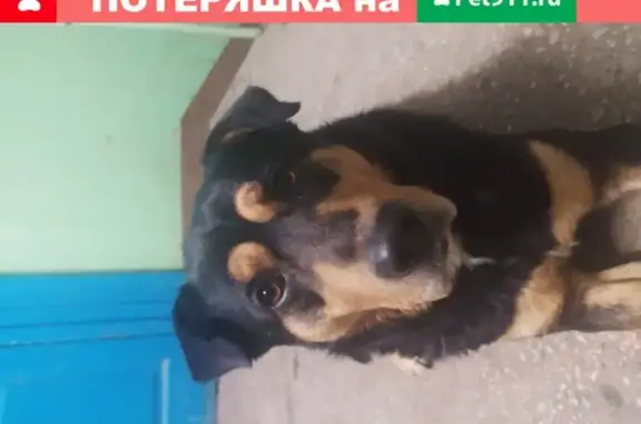 Найден крупный пес в подъезде в Н. Новгороде