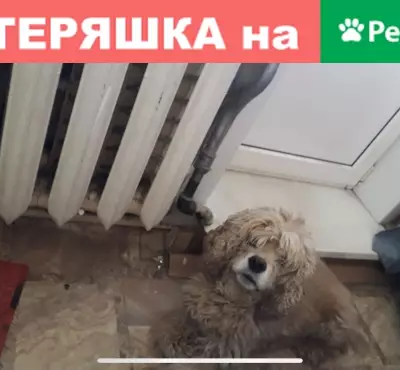 Собака с ошейником найдена в Москве.