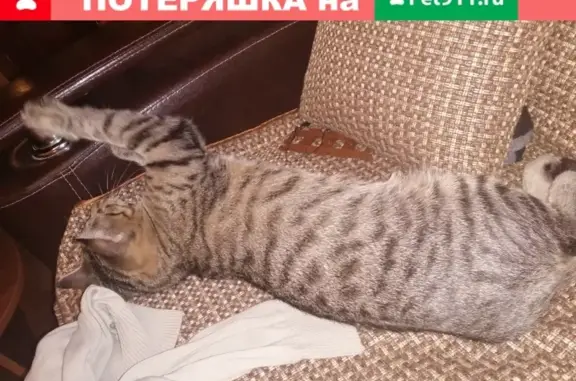 Пропал кот Барсик в Смоленске, возраст 8 мес.
