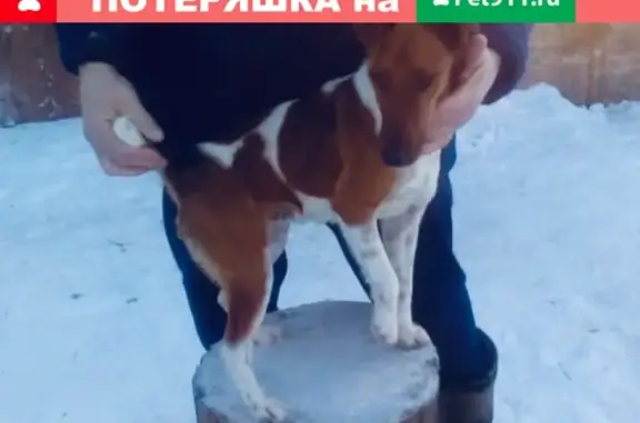 Пропала собака в посёлке Плеханово, Тула