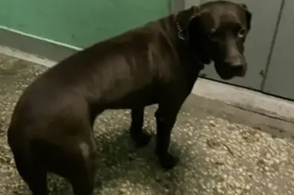 Собака Кабель найдена в Москве