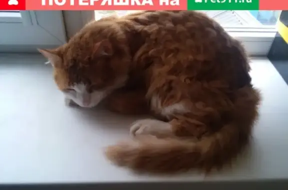 Пропала кошка Бази в Батайске