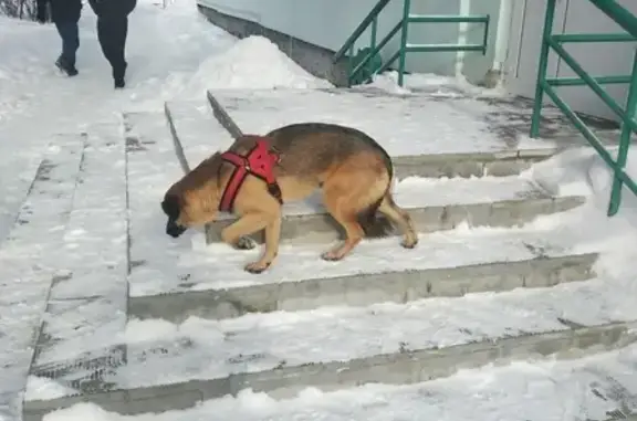 Найдена потерявшаяся собака на ул. Павлуновского, 5