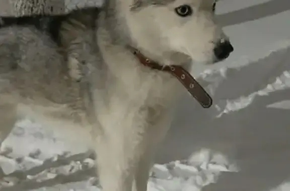 Найдена собака Сибирский Хаски в Курске