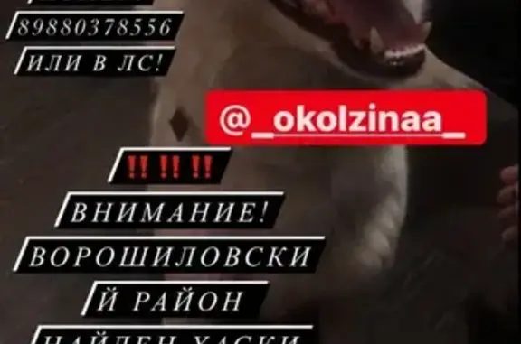 Найдена собака в Ворошиловском районе, Волгоград