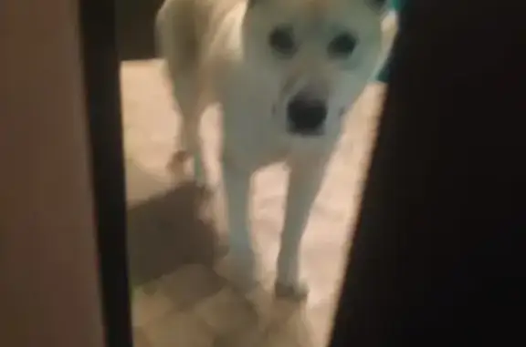 Собака найдена на Лазо, 14 в Томске