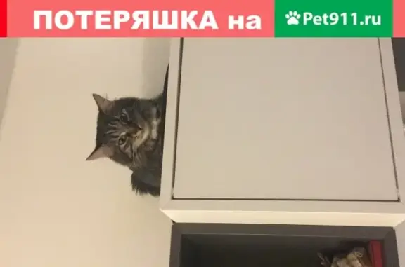 Найдена кошка на ул. Нижняя Первомайская, Москва