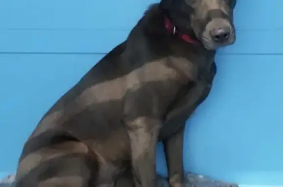 Пропала собака Метис в Московской области