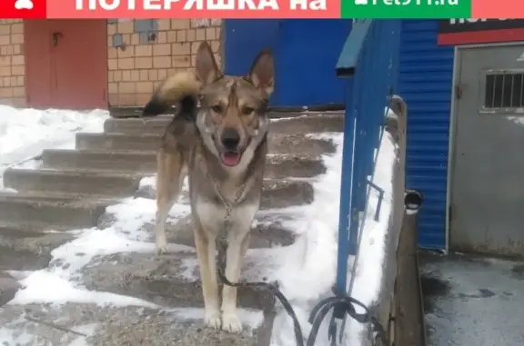 Найден пёс на ул. 9 Января в Ижевске