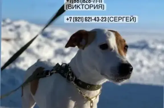 Пропала собака Вейдж в Петрозаводске