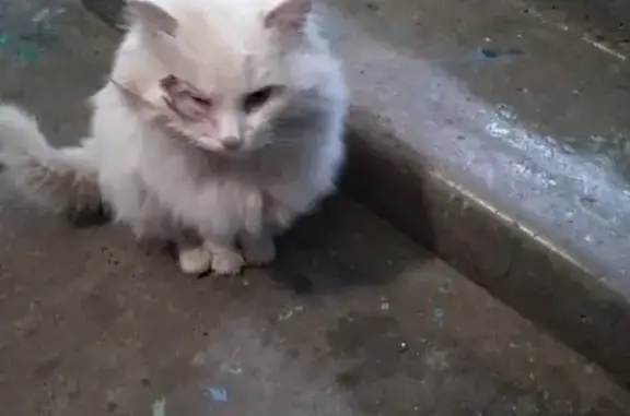 Найден белый кот с ошейником в Нижнем Новгороде