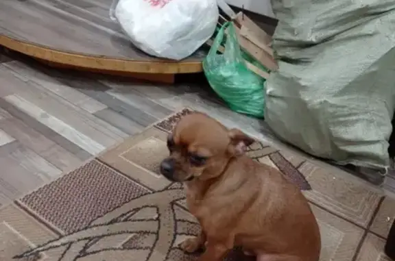 Собака найдена на улице Омск