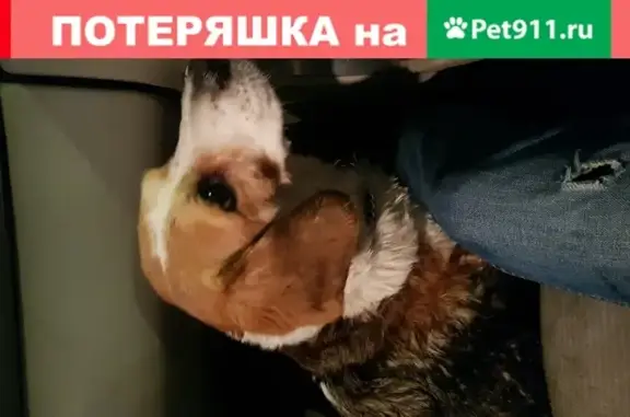 Собака на Котельнической набережной, Москва