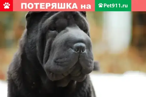 Потерянные животные Барнаул, фото: Пропала собака Шарпей на ул. Рельсовая, Барнаул