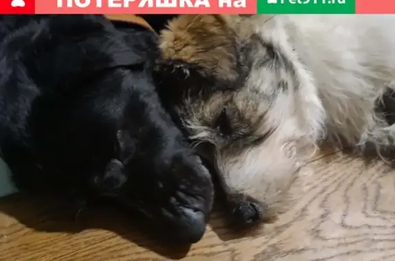 Найдены две собаки на ул. Лесная 4, г. Троицк.