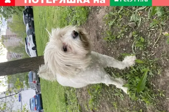 Пропала собака на Луговом проезде в Москве