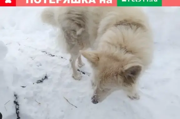 Найдена собака в районе Останкинской телебашни, Москва