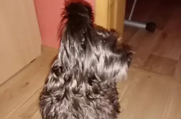 Найдена активная собака на улице Есенина