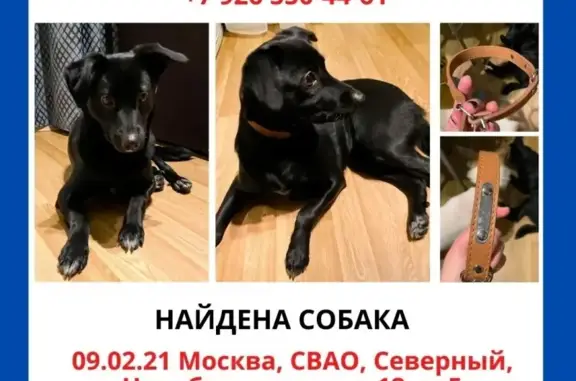Найдена молодая собака на Челобитьевском шоссе, Москва