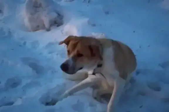 Найдена собака в районе Василька, похожа на среднеазиатскую овчарку.