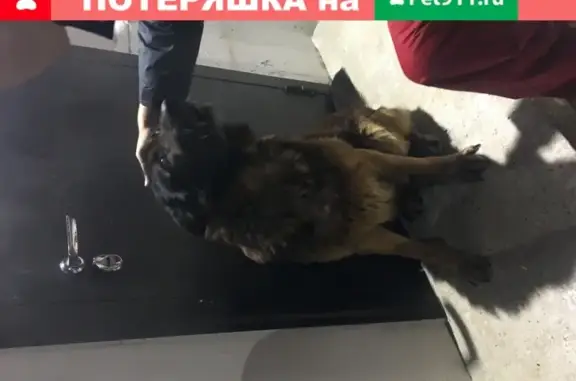 Найдена собака в Востряково, Домодедово