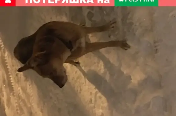 Найдена пугливая собака на ул. Октябрьской Революции, Нижний Новгород