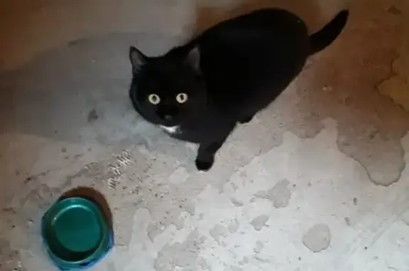 Найден черный кот с белыми пятнышками на ул. Ромашек, 2.