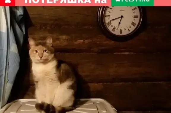 Кошки потеряшки, Санкт-Петербург, фото: Потеряшка трехцветная кошка Прелесть в деревне Спасская Полисть