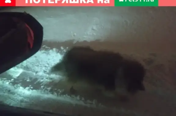 Собака найдена на Можайской ул. 45, Калуга