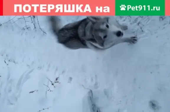 Найдена собака в Омске, похожая на лайку или хаски