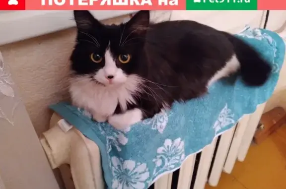 Пропала черно-белая кошка на ул. Куйбышева, 4 (Тамбов)
