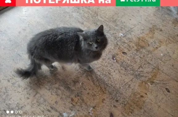 Найдена кошка в Ленинском районе МО, поселок Дубровский