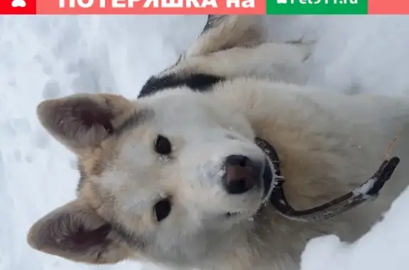 Найдена собака на ул. Найден, 14 февраля в Йошкар-Оле