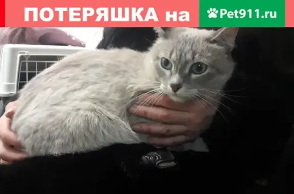 Найдена кошка на Медынской 5б, Москва