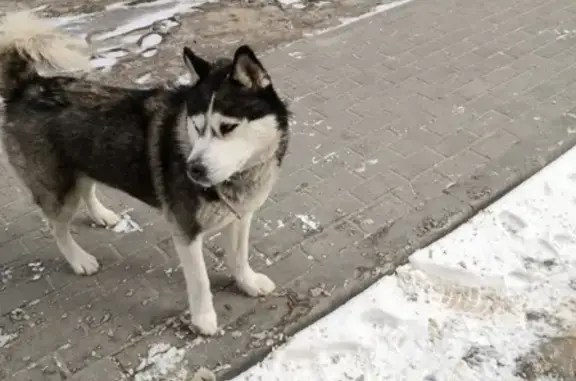 Собака найдена на 9 января в Воронеже