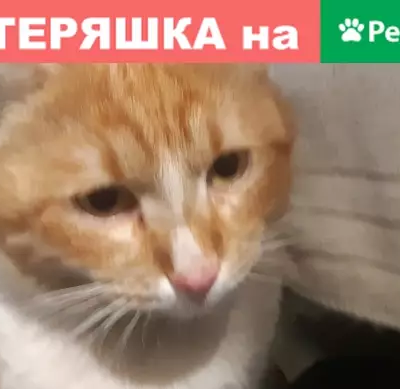 Найден кот в Москве.