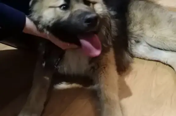Собака найдена возле 9 кпп в Краснознаменске