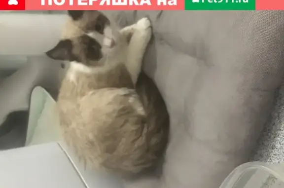 Найдена кошка в Одинцово, ищем добрые ручки
