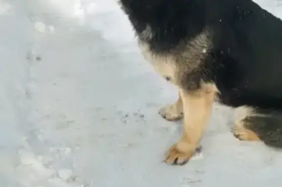 Собака Кобель найдена в жилом массиве Восточный, Казань