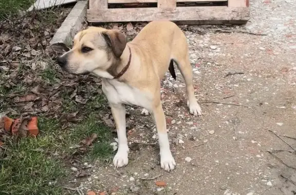 Найдена породистая собака в Царском селе, Новороссийск