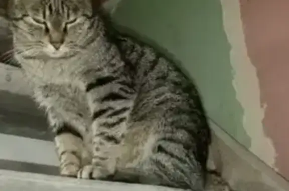 Кошки потеряшки, Всеволожск, фото: Потеряшка кошка в Всеволожске: серый полосатый, белый кончик хвоста, срезанное ухо.