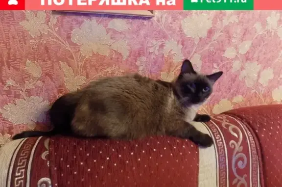 Пропала кошка Боярский на ул. Родимцева, 15 лет, Оренбург.