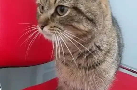 Найден кот в Промзоне, Бирюлево-Западное (Булатниковская, 20)