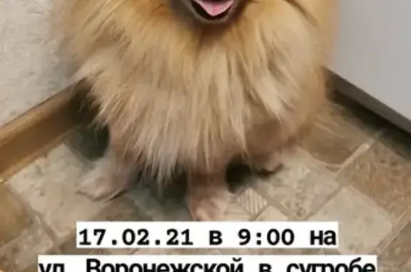 Найдена собака на Воронежской улице, Москва