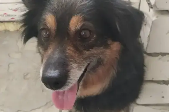 Найдена мелкая собачка в Саратове